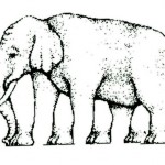 The Elephant Illusion